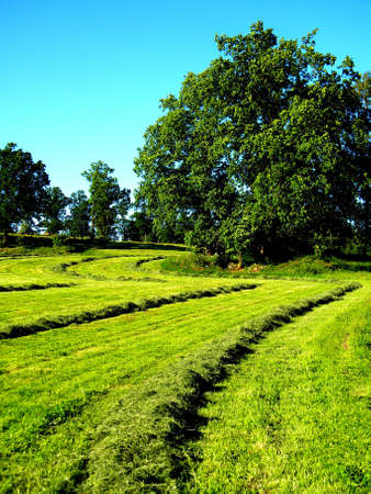 harvest time on the field in late summerの写真素材