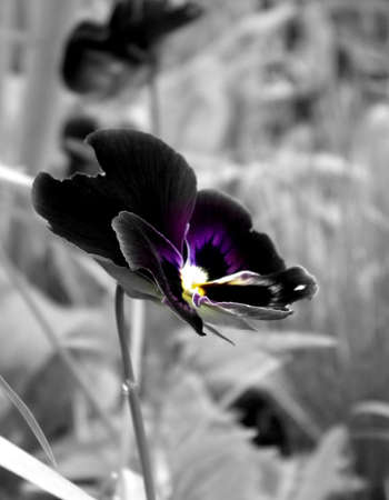 violet flower in the summer gardenの写真素材
