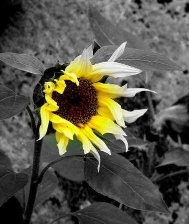 big and beautiful sunflowerの写真素材