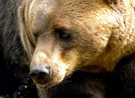 a very big brown bearの写真素材