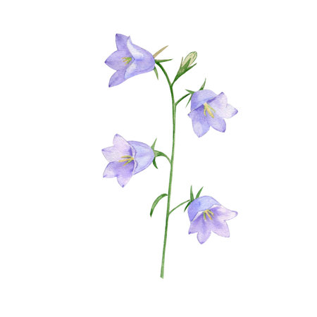 Peach-leaved bellflower, blue, lilac, meadow flower, watercolor, hand-painted, suitable for dÃ©cor, design, postcards, printsの写真素材