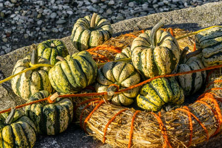 A group of sweet dumpling squashes laying in hay nest with bright orange ropes in natural light during sunsetの写真素材