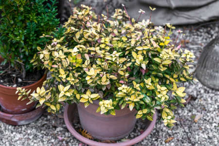 Green and yellow Japanese spindle bush (Euonymus japonicus) in a red clay pot standing on a blue chair with peeling paint in the backyard garden in natural lightの写真素材