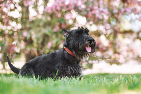 Portrait of Scottish terrier taking a rest from playing