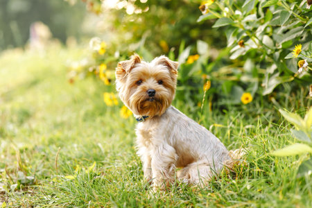 cute beautiful dog Small Yorkshire terrier walking in the park with flowers on green nature background with sunlight flare Bokeh Backgroundの写真素材