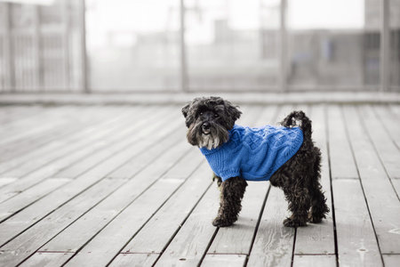 close up portrait of pretty sweet small little dog Miniature Schnauzer sitting in blue pullover...