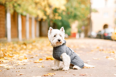 white terrier playing in the park on the autumn foliage. dog wearing in gray coatの写真素材