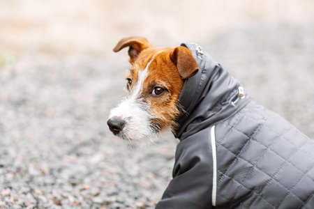 close up portrait of puppy terrier playing in the park, winter. dog wearing in gray coatの写真素材