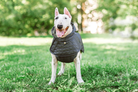 bull terrier dressed up in jacket on nature backgroundの写真素材