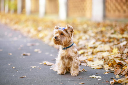 Yorkshire terrier sitting on the street. Dog in sunglassesの写真素材