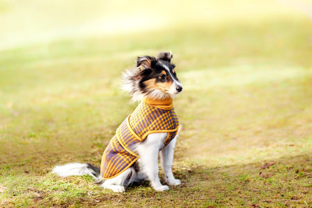 Cute Shelties sitting on the street. Dog in costume sweater clothingの写真素材