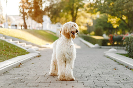 Portrait of young Afghan hound dog puppy in autumn street, city nature orange background