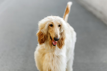 Close uo portrait of young and beautiful Afghan hound dog puppyの写真素材