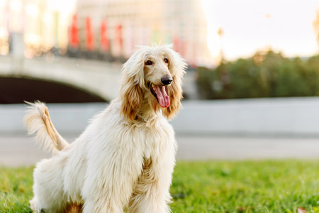 Portrait of young and beautiful Afghan hound dog puppy in autumn street, city nature orange backgroundの写真素材