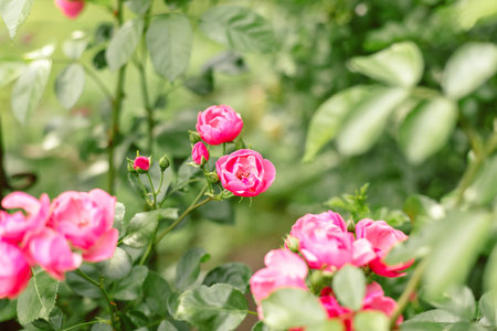 Beautiful close up photo of a lot of small pink flowers, rose flower heads, in the nice light bokeh garden background. Gift card, there is space for text.の写真素材