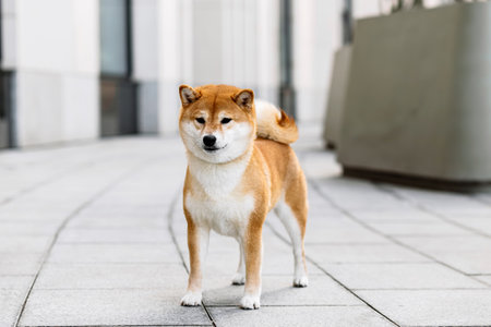 A cute red dog Shiba Inu dog stands and sits on a city street, with a blurred urban background.の写真素材