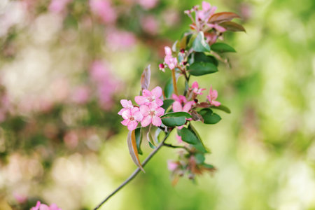 Beautiful branch of blooming pink flowers with green leaves against a soft bokeh background. A...