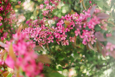 Beautiful pink apple tree blossoms in full bloom on a sunny day. Vibrant spring flowers with green...