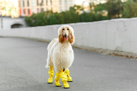Cheerful Afghan Hound dog in boots walking outdoors in a sunlit park. The dog looks happy and relaxed, with a colorful background of green and red treesの写真素材