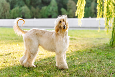 The Afghan Hound dog looks happy and relaxed, with a colorful background of green and red treesの写真素材