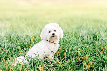 close up portrait of pretty sweet small little dog maltese in collar sitting outdoor on the sunny summer backgroundの写真素材