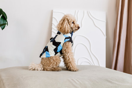 Adorable poodle wearing a modern, geometric-patterned jacket sits indoors on a soft surface. The...
