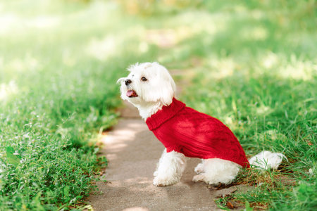close up portrait of pretty sweet small little dog white Maltese terrier in red pullover outdoor on...