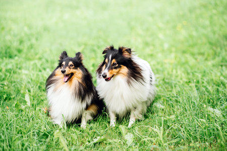 close up portrait of two happy friends dogs puppy and Shetland Sheepdog in clothes on nature...