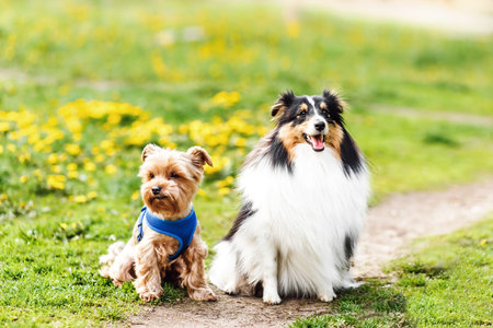 portrait of two happy friends dogs yorkshire terrier puppy and Sheltie in clothes on nature...