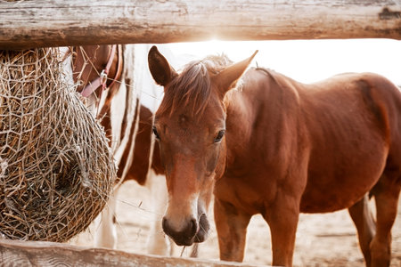 Brown horse standing at a wooden fence and eating hay on a farm. Rural countryside scene with calm animal, natural light, agriculture and traditional farming lifestyle.の写真素材