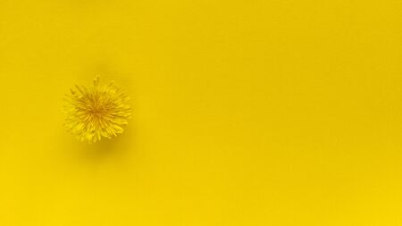 Yellow flower on yellow background. Monochrome simple flat lay with pastel texture. Fashion eco concept. Stock photography.の写真素材