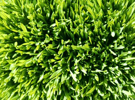 Young wheat. Green grass. Top view Stock phototograhy