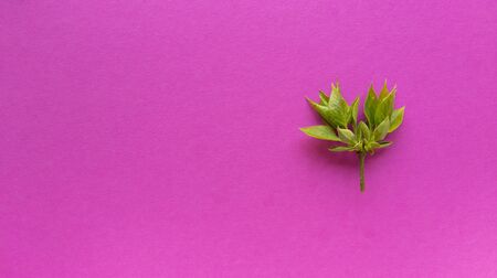 Grean leaves on pink background. Simple flat lay with pastel texture and copy spase. Fashion eco concept. Stock photography.の写真素材