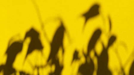 Leaves shadows on yellow pastel paper. Abstract backgorund. Stock photography.の写真素材