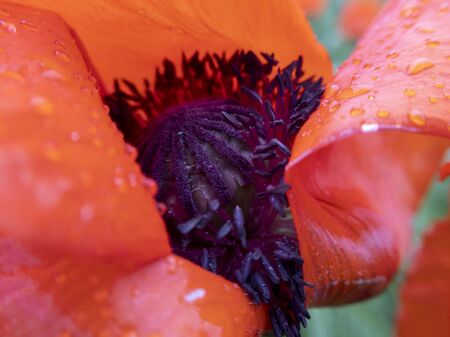 Macro poppy flower inside with raindrops on it. Stock photography.の写真素材