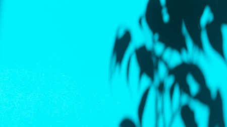 Leaves shadows on blue pastel paper. Abstract backgorund. Stock photography.の写真素材