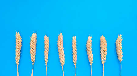 Spikelets of wheat on a blue background. Simple flat lay with copy space. Stock photography.の写真素材