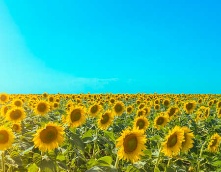 Sunflower field with sun glare and blue sky. Landscape with copy space. Stock photo.
