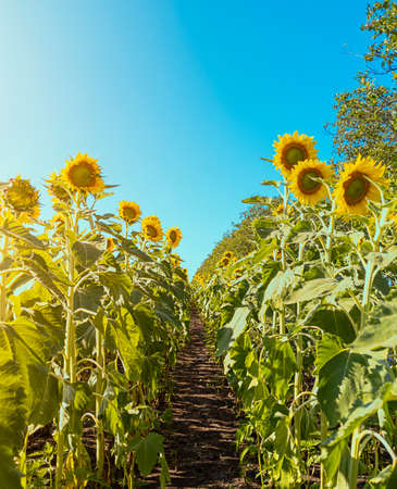 Rows of sunflowers. Agricultural field. Stock photo.の写真素材
