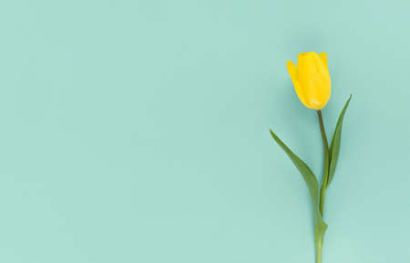 Yellow tulip on a green background. Mimimalistic flat lay with copy space.の写真素材
