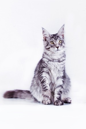 Beautiful kittens on a white background, playing, sitting, portraitの写真素材