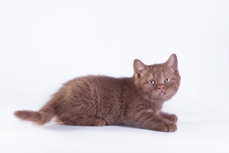 Beautiful kittens on a white background, playing, sitting, portraitの写真素材