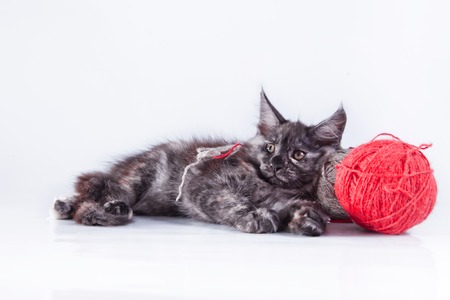 Beautiful kittens on a white background, playing, sitting, portraitの写真素材
