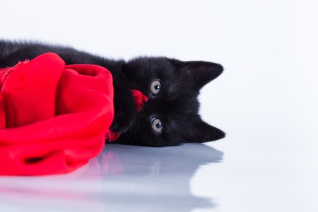 Beautiful kittens on a white background, playing, sitting, portraitの写真素材