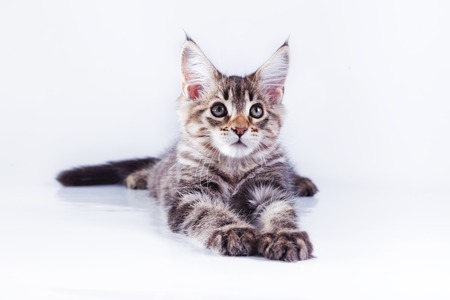 Beautiful kittens on a white background, playing, sitting, portraitの写真素材