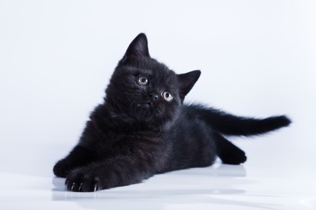 Beautiful kittens on a white background, playing, sitting, portraitの写真素材