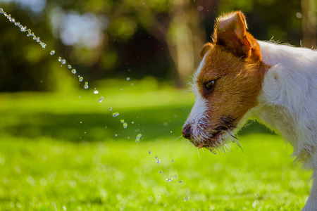 Dog Jack Russell Terrier  Summer sun splashesの写真素材