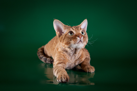 Cat Devon Rex red country style