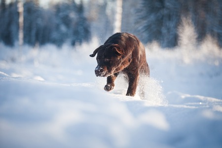dog black labrador of retrieve in the snowの写真素材