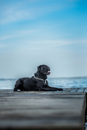 dogの写真素材